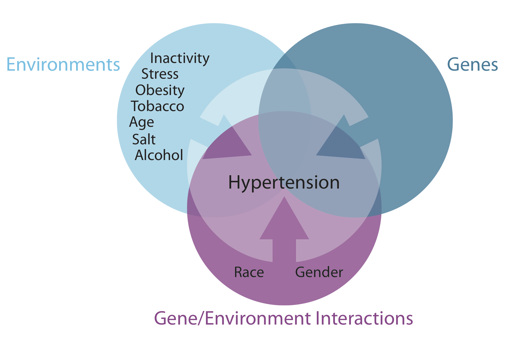 Factors that make blood pressure go up include genes, gene/environmental interaction which refers to race and gender, and environments, which includes inactivity, stress, obesity, tobacco, age, salt and alcohol.
